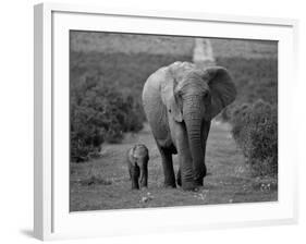 Mother and Calf, African Elephant (Loxodonta Africana), Addo National Park, South Africa, Africa-Ann & Steve Toon-Framed Photographic Print