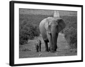 Mother and Calf, African Elephant (Loxodonta Africana), Addo National Park, South Africa, Africa-Ann & Steve Toon-Framed Photographic Print