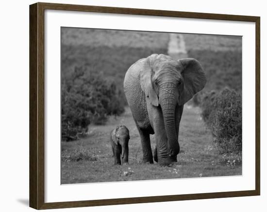 Mother and Calf, African Elephant (Loxodonta Africana), Addo National Park, South Africa, Africa-Ann & Steve Toon-Framed Photographic Print