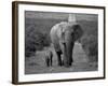 Mother and Calf, African Elephant (Loxodonta Africana), Addo National Park, South Africa, Africa-Ann & Steve Toon-Framed Photographic Print