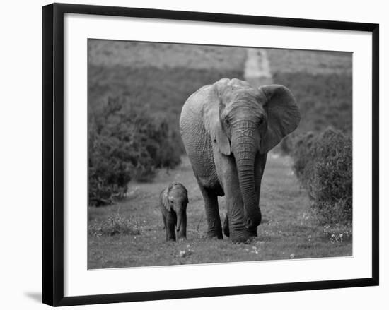 Mother and Calf, African Elephant (Loxodonta Africana), Addo National Park, South Africa, Africa-Ann & Steve Toon-Framed Photographic Print