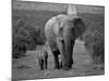 Mother and Calf, African Elephant (Loxodonta Africana), Addo National Park, South Africa, Africa-Ann & Steve Toon-Mounted Photographic Print