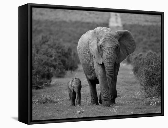 Mother and Calf, African Elephant (Loxodonta Africana), Addo National Park, South Africa, Africa-Ann & Steve Toon-Framed Stretched Canvas