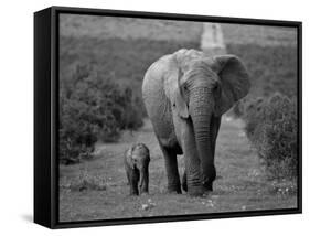 Mother and Calf, African Elephant (Loxodonta Africana), Addo National Park, South Africa, Africa-Ann & Steve Toon-Framed Stretched Canvas