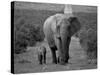 Mother and Calf, African Elephant (Loxodonta Africana), Addo National Park, South Africa, Africa-Ann & Steve Toon-Stretched Canvas