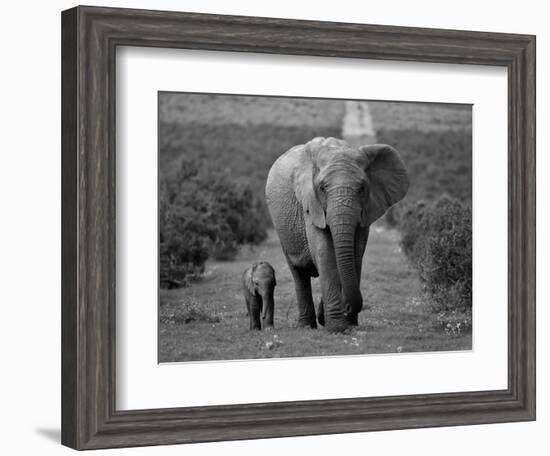 Mother and Calf, African Elephant (Loxodonta Africana), Addo National Park, South Africa, Africa-Ann & Steve Toon-Framed Photographic Print