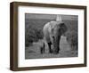 Mother and Calf, African Elephant (Loxodonta Africana), Addo National Park, South Africa, Africa-Ann & Steve Toon-Framed Photographic Print