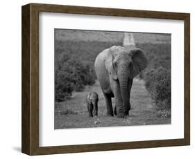 Mother and Calf, African Elephant (Loxodonta Africana), Addo National Park, South Africa, Africa-Ann & Steve Toon-Framed Photographic Print