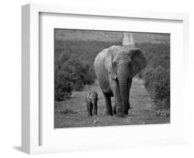 Mother and Calf, African Elephant (Loxodonta Africana), Addo National Park, South Africa, Africa-Ann & Steve Toon-Framed Photographic Print