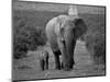 Mother and Calf, African Elephant (Loxodonta Africana), Addo National Park, South Africa, Africa-Ann & Steve Toon-Mounted Photographic Print