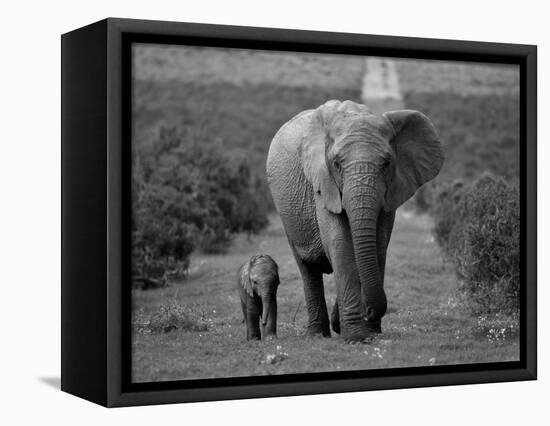 Mother and Calf, African Elephant (Loxodonta Africana), Addo National Park, South Africa, Africa-Ann & Steve Toon-Framed Stretched Canvas