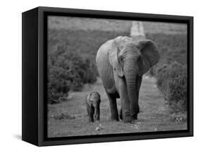 Mother and Calf, African Elephant (Loxodonta Africana), Addo National Park, South Africa, Africa-Ann & Steve Toon-Framed Stretched Canvas