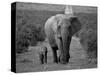 Mother and Calf, African Elephant (Loxodonta Africana), Addo National Park, South Africa, Africa-Ann & Steve Toon-Stretched Canvas