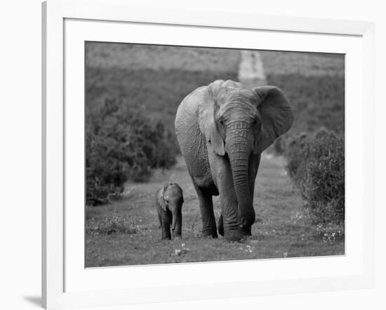 Mother and Calf, African Elephant (Loxodonta Africana), Addo National Park, South Africa, Africa-Ann & Steve Toon-Framed Photographic Print