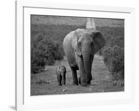 Mother and Calf, African Elephant (Loxodonta Africana), Addo National Park, South Africa, Africa-Ann & Steve Toon-Framed Photographic Print