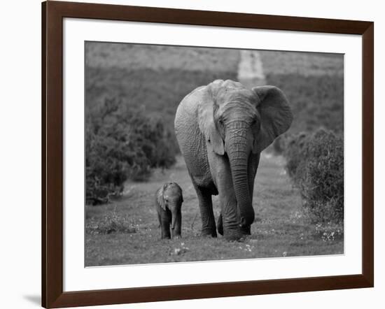 Mother and Calf, African Elephant (Loxodonta Africana), Addo National Park, South Africa, Africa-Ann & Steve Toon-Framed Photographic Print