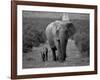 Mother and Calf, African Elephant (Loxodonta Africana), Addo National Park, South Africa, Africa-Ann & Steve Toon-Framed Photographic Print