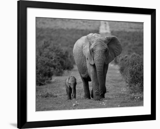 Mother and Calf, African Elephant (Loxodonta Africana), Addo National Park, South Africa, Africa-Ann & Steve Toon-Framed Photographic Print