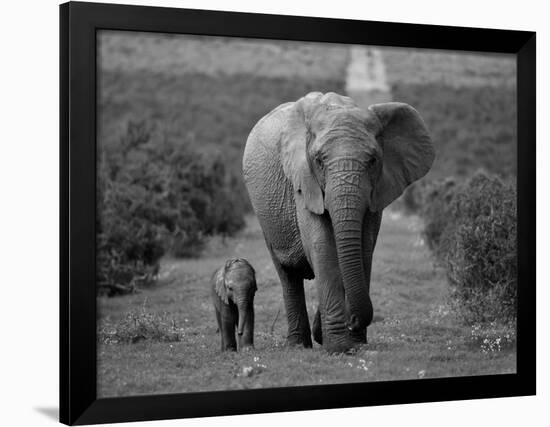 Mother and Calf, African Elephant (Loxodonta Africana), Addo National Park, South Africa, Africa-Ann & Steve Toon-Framed Photographic Print