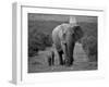 Mother and Calf, African Elephant (Loxodonta Africana), Addo National Park, South Africa, Africa-Ann & Steve Toon-Framed Photographic Print