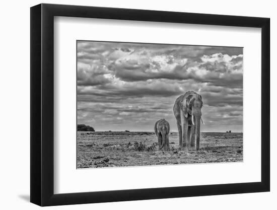 Mother and calf Amboseli elephants, Amboseli National Park, Africa-John Wilson-Framed Photographic Print