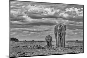 Mother and calf Amboseli elephants, Amboseli National Park, Africa-John Wilson-Mounted Photographic Print