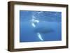 Mother and Calf Humpback Whales Swim Just under the Surface of the Caribbean Sea-Stocktrek Images-Framed Premium Photographic Print