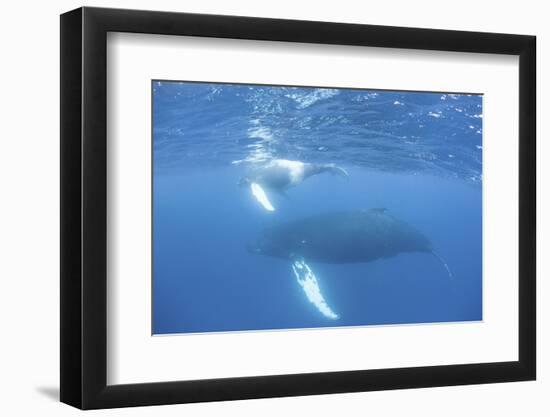 Mother and Calf Humpback Whales Swim Just under the Surface of the Caribbean Sea-Stocktrek Images-Framed Premium Photographic Print