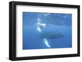 Mother and Calf Humpback Whales Swim Just under the Surface of the Caribbean Sea-Stocktrek Images-Framed Premium Photographic Print