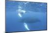 Mother and Calf Humpback Whales Swim Just under the Surface of the Caribbean Sea-Stocktrek Images-Mounted Premium Photographic Print