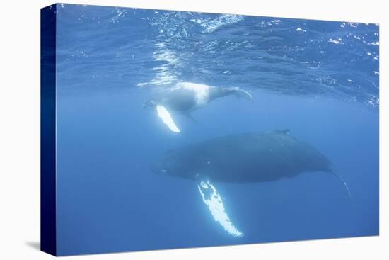 Mother and Calf Humpback Whales Swim Just under the Surface of the Caribbean Sea-Stocktrek Images-Stretched Canvas