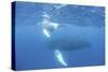 Mother and Calf Humpback Whales Swim Just under the Surface of the Caribbean Sea-Stocktrek Images-Stretched Canvas