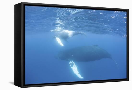 Mother and Calf Humpback Whales Swim Just under the Surface of the Caribbean Sea-Stocktrek Images-Framed Stretched Canvas