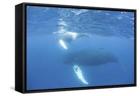 Mother and Calf Humpback Whales Swim Just under the Surface of the Caribbean Sea-Stocktrek Images-Framed Stretched Canvas