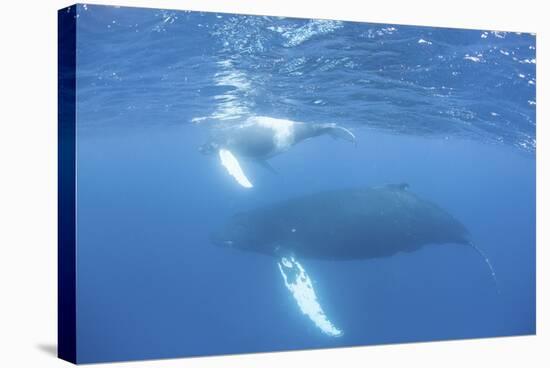 Mother and Calf Humpback Whales Swim Just under the Surface of the Caribbean Sea-Stocktrek Images-Stretched Canvas