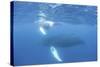 Mother and Calf Humpback Whales Swim Just under the Surface of the Caribbean Sea-Stocktrek Images-Stretched Canvas