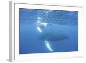 Mother and Calf Humpback Whales Swim Just under the Surface of the Caribbean Sea-Stocktrek Images-Framed Photographic Print