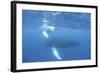Mother and Calf Humpback Whales Swim Just under the Surface of the Caribbean Sea-Stocktrek Images-Framed Photographic Print