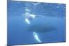 Mother and Calf Humpback Whales Swim Just under the Surface of the Caribbean Sea-Stocktrek Images-Mounted Photographic Print