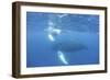 Mother and Calf Humpback Whales Swim Just under the Surface of the Caribbean Sea-Stocktrek Images-Framed Photographic Print