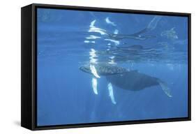 Mother and Calf Humpback Whales Swimming Just under the Surface-Stocktrek Images-Framed Stretched Canvas