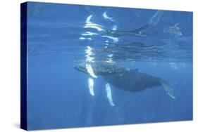 Mother and Calf Humpback Whales Swimming Just under the Surface-Stocktrek Images-Stretched Canvas