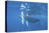 Mother and Calf Humpback Whales Swimming Just under the Surface-Stocktrek Images-Stretched Canvas