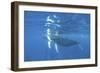 Mother and Calf Humpback Whales Swimming Just under the Surface-Stocktrek Images-Framed Photographic Print