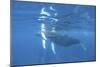 Mother and Calf Humpback Whales Swimming Just under the Surface-Stocktrek Images-Mounted Photographic Print