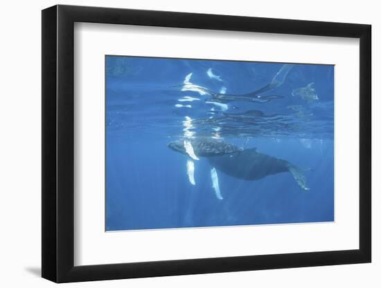 Mother and Calf Humpback Whales Swimming Just under the Surface-Stocktrek Images-Framed Photographic Print