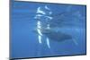 Mother and Calf Humpback Whales Swimming Just under the Surface-Stocktrek Images-Mounted Photographic Print