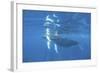 Mother and Calf Humpback Whales Swimming Just under the Surface-Stocktrek Images-Framed Photographic Print