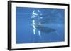 Mother and Calf Humpback Whales Swimming Just under the Surface-Stocktrek Images-Framed Photographic Print