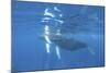 Mother and Calf Humpback Whales Swimming Just under the Surface-Stocktrek Images-Mounted Photographic Print